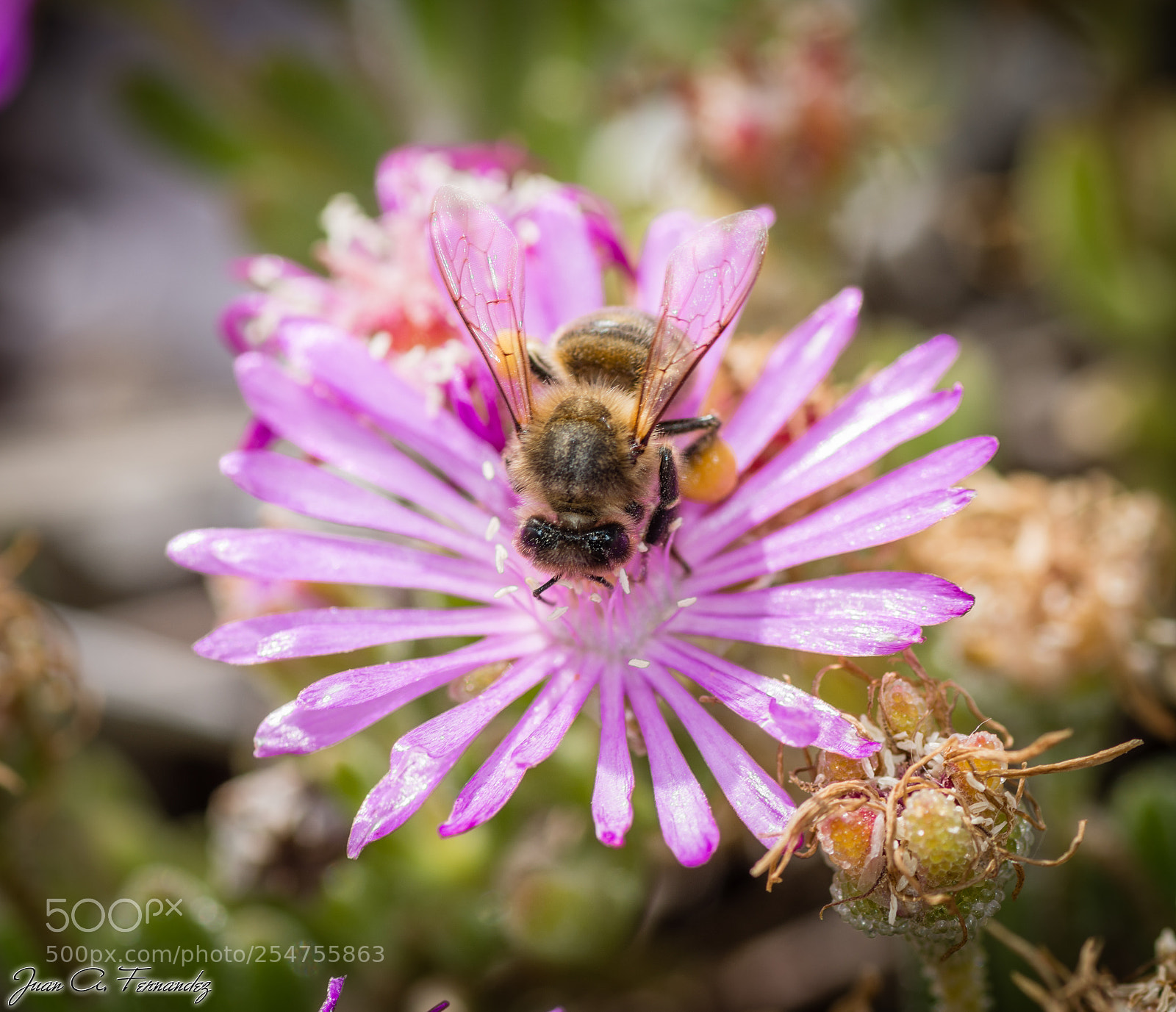 Nikon D7200 sample photo. Lunching bee photography