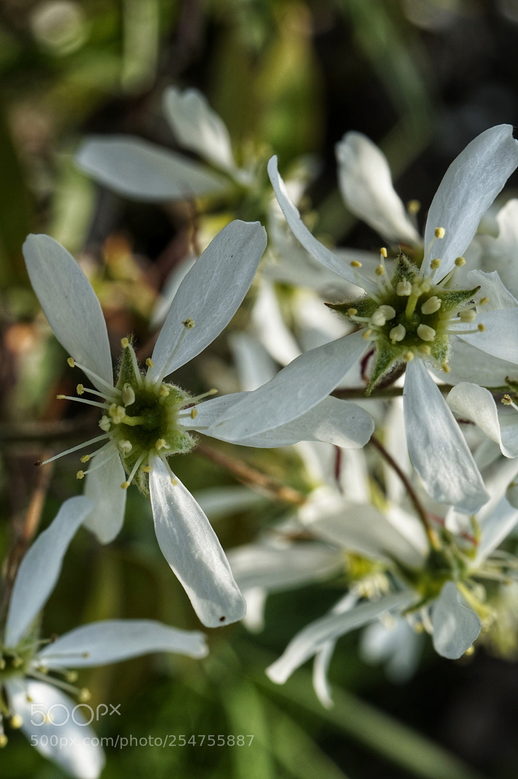 Sony Alpha a5000 (ILCE 5000) sample photo. Amelanchier photography