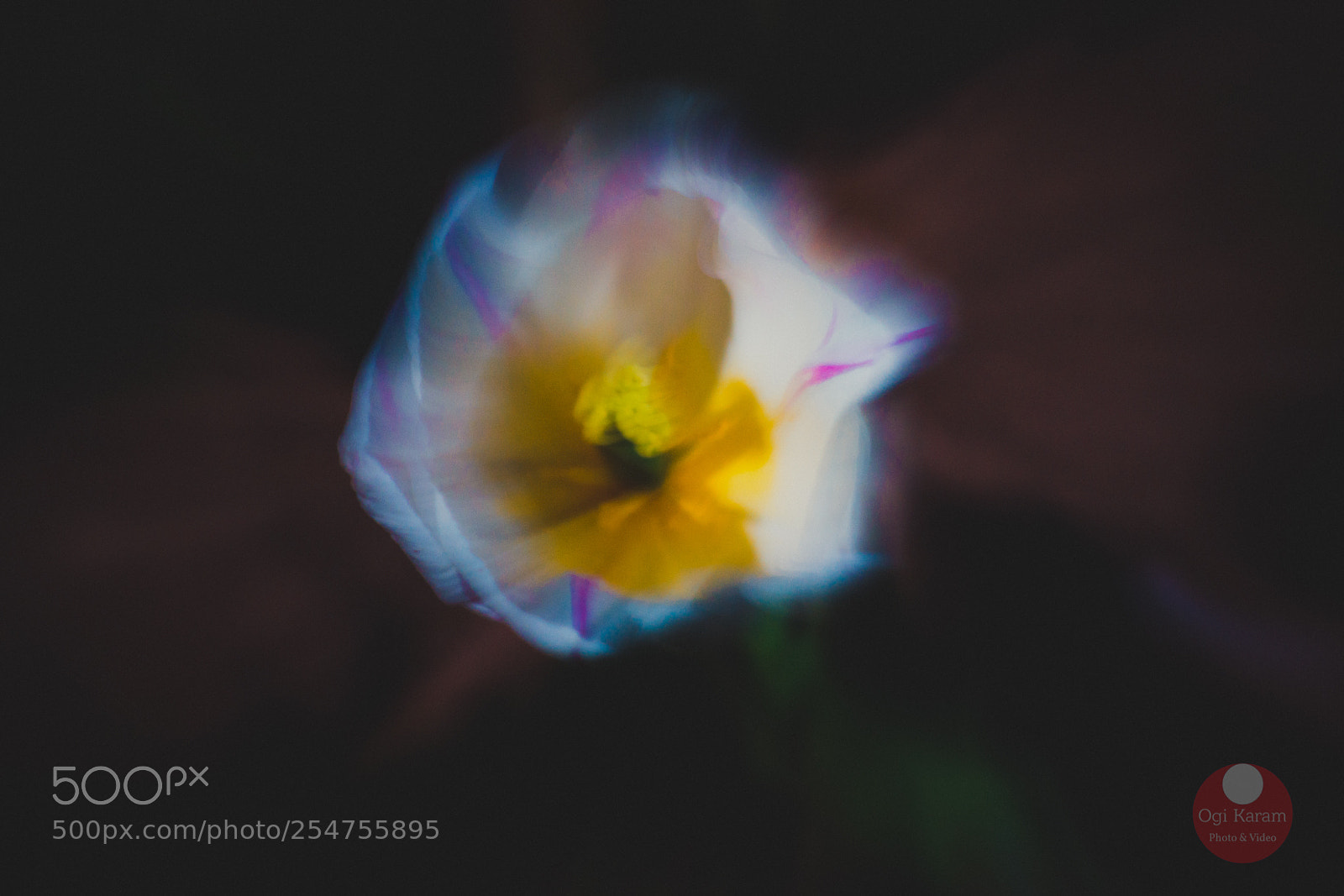 Sony a7R III sample photo. Tulpe dance photography