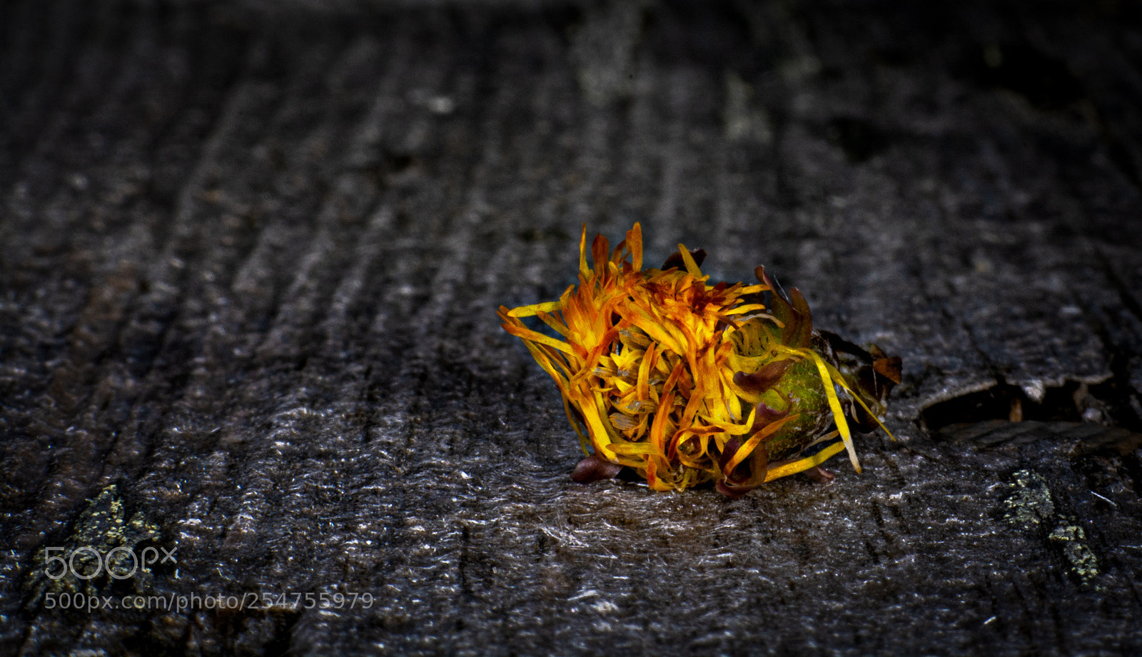 Nikon D7100 sample photo. Day 760 photography