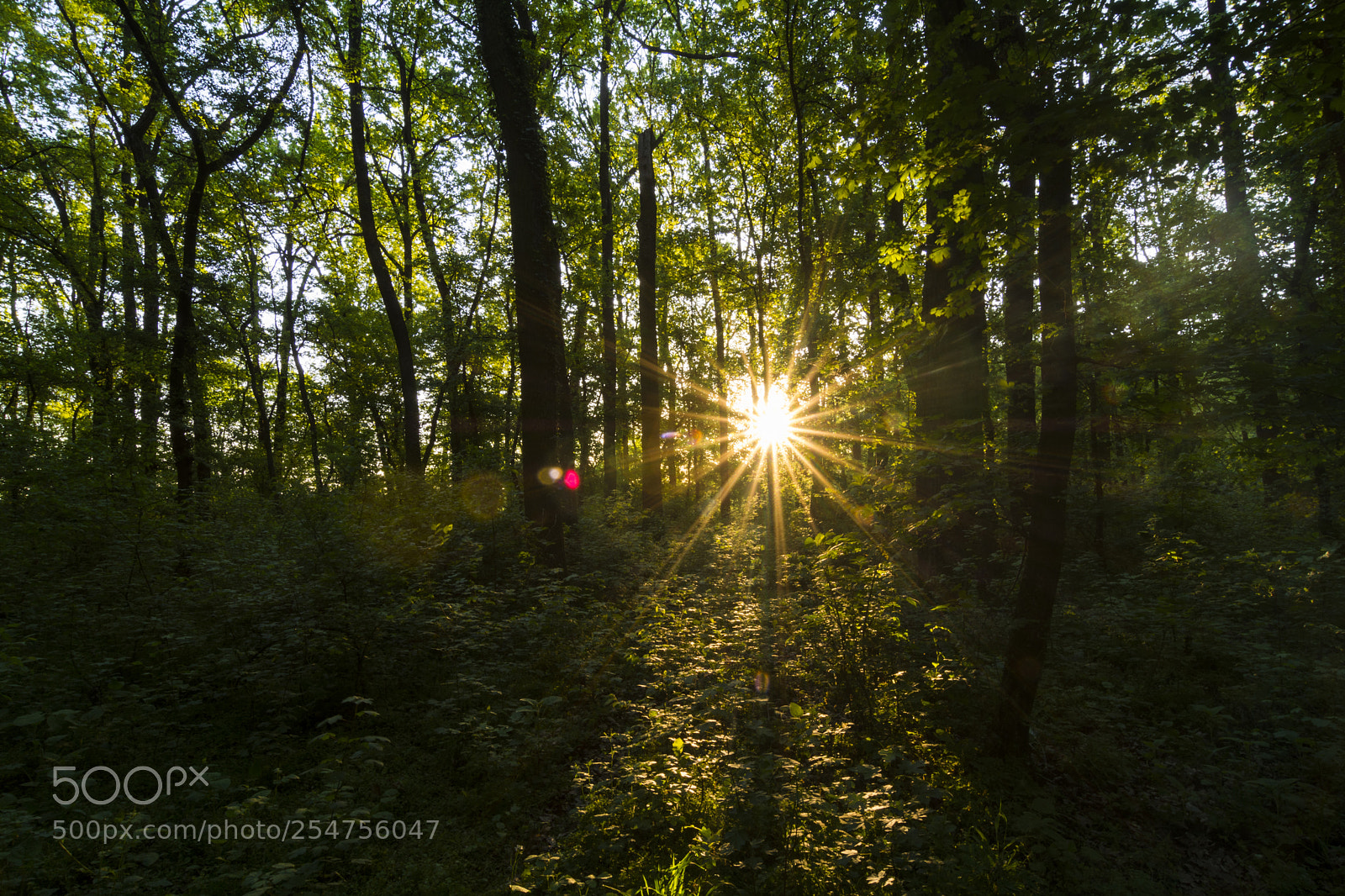 Nikon D7100 sample photo. Sunrise in the forest photography