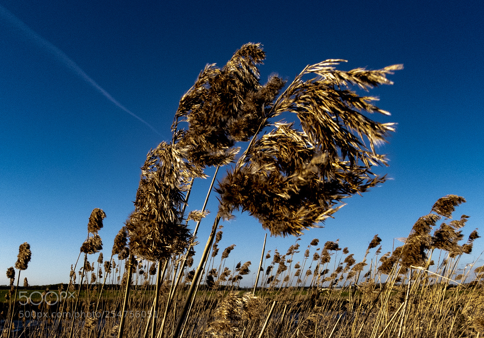 Nikon D850 sample photo. Na wietrze photography