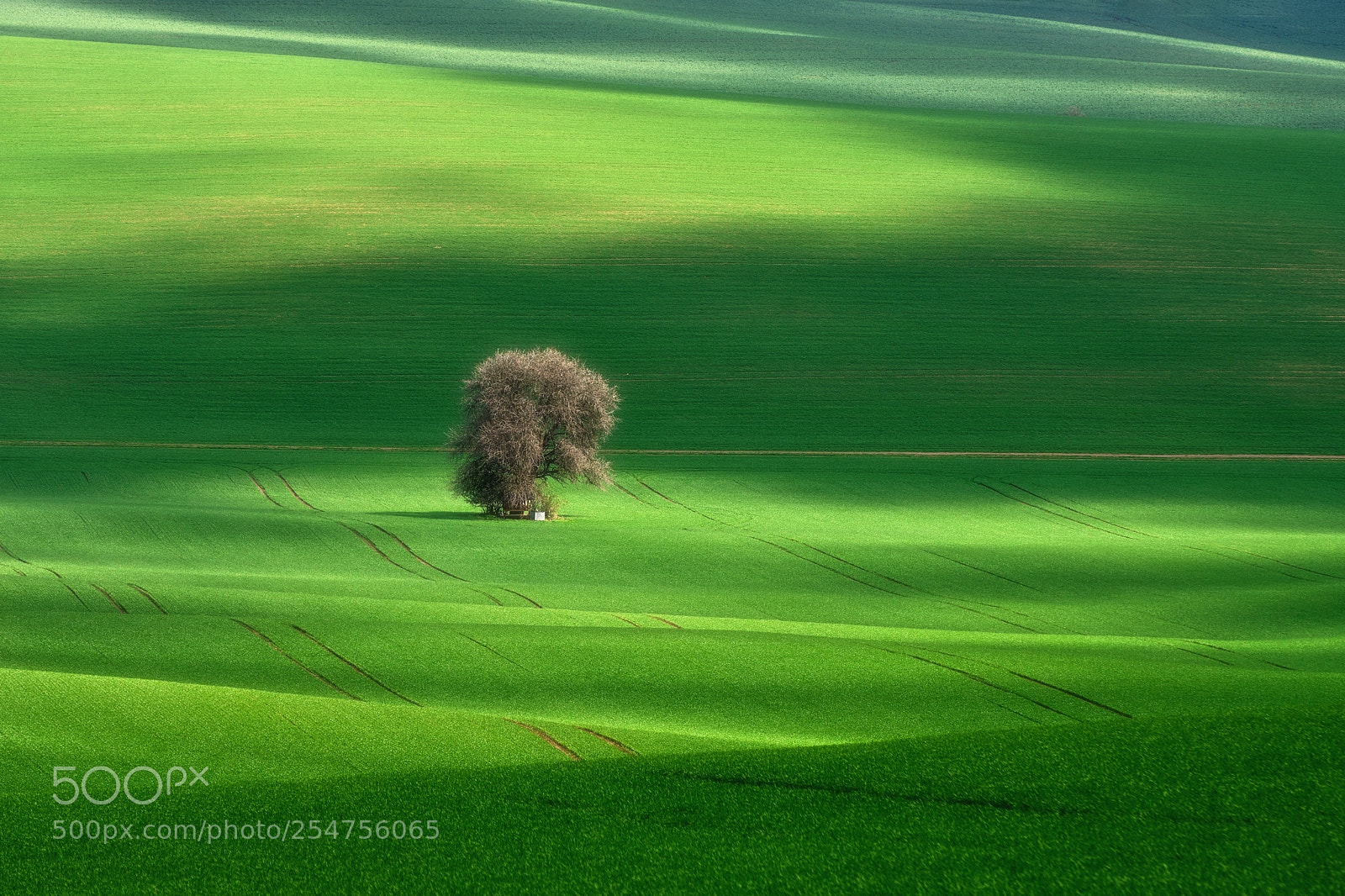 Nikon D7200 sample photo. King of moravian fields photography