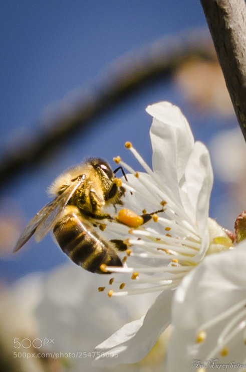 Nikon D7000 sample photo. Bzzzzzz photography