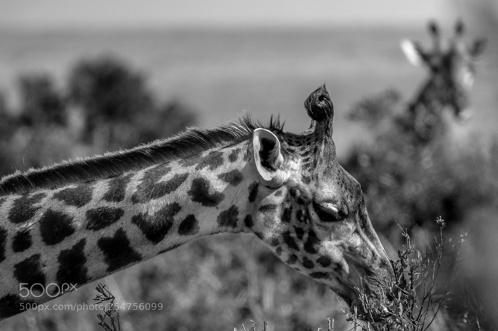 Canon EOS 7D Mark II sample photo. B&w giraffe photography
