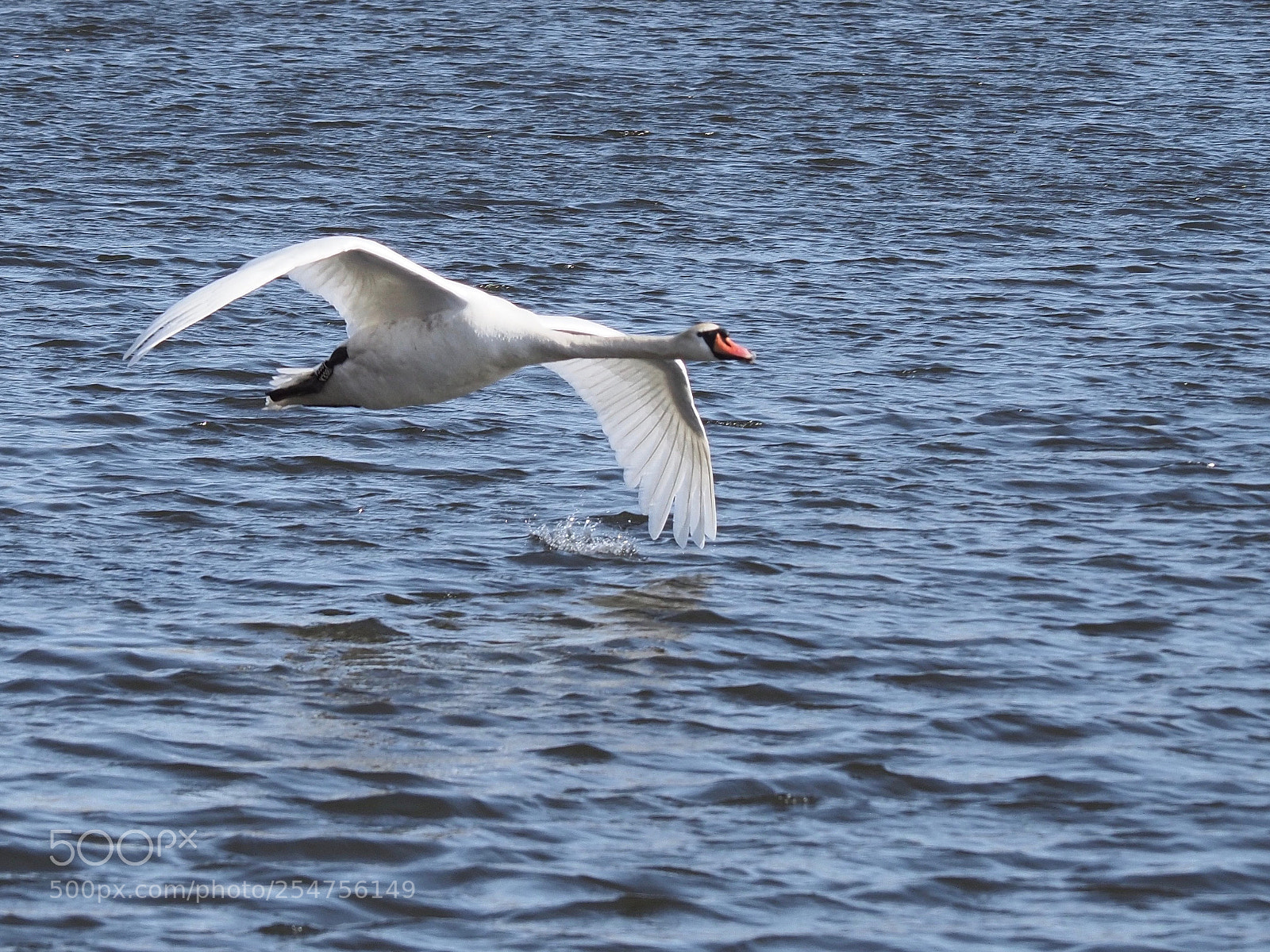 Olympus OM-D E-M1 Mark II sample photo. I´m coming .. photography