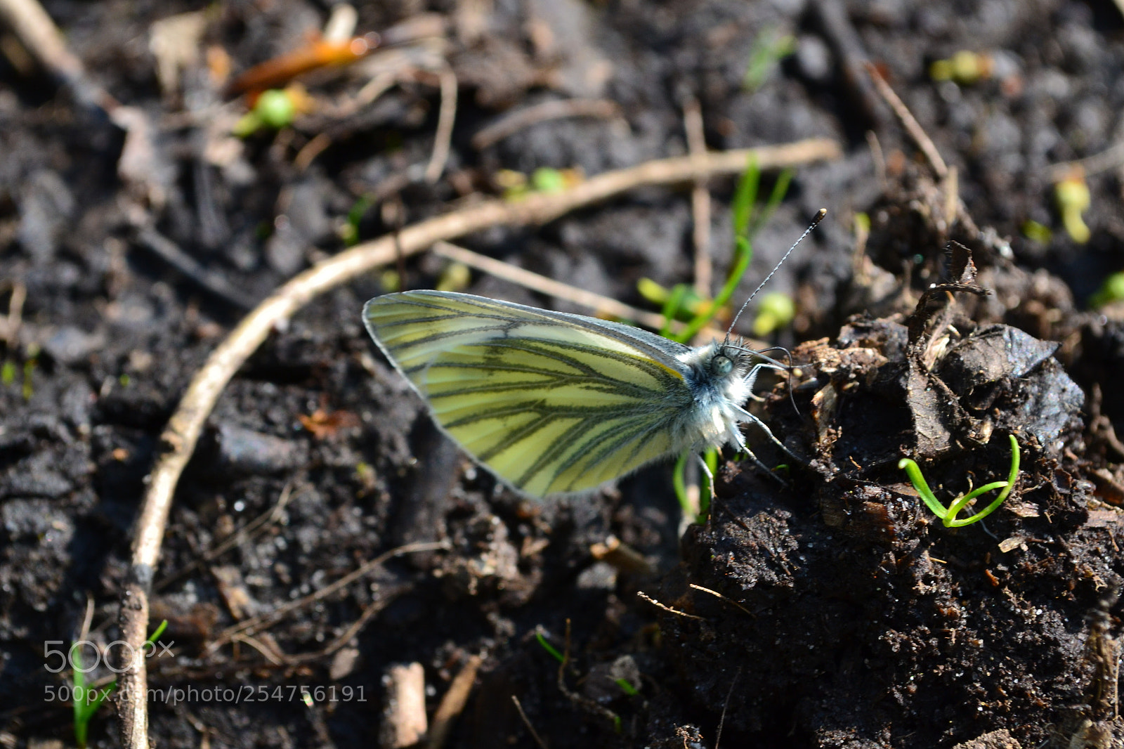 Nikon D3100 sample photo. Yellow butterfly photography