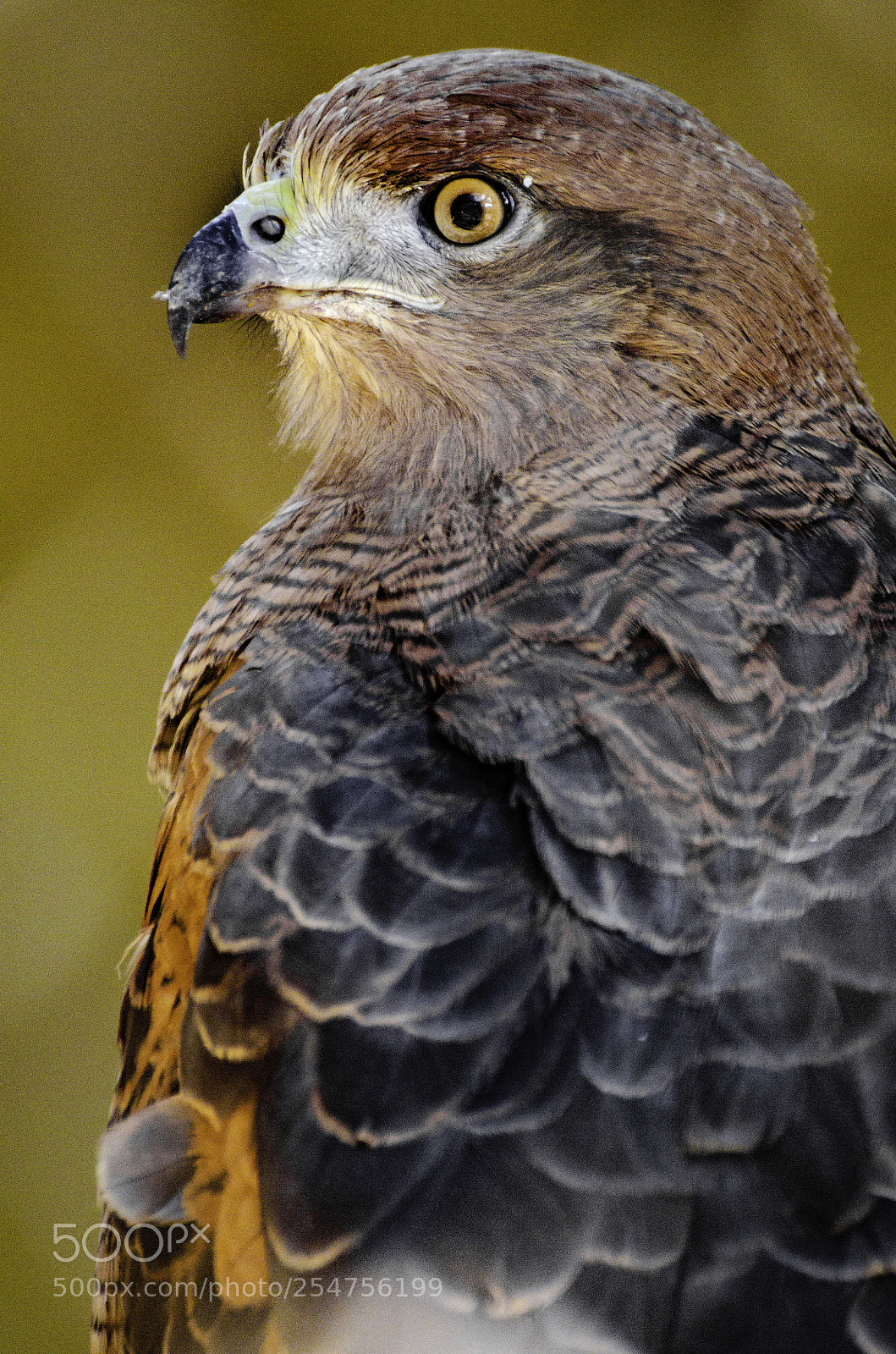 Nikon D7000 sample photo. Hawk photography
