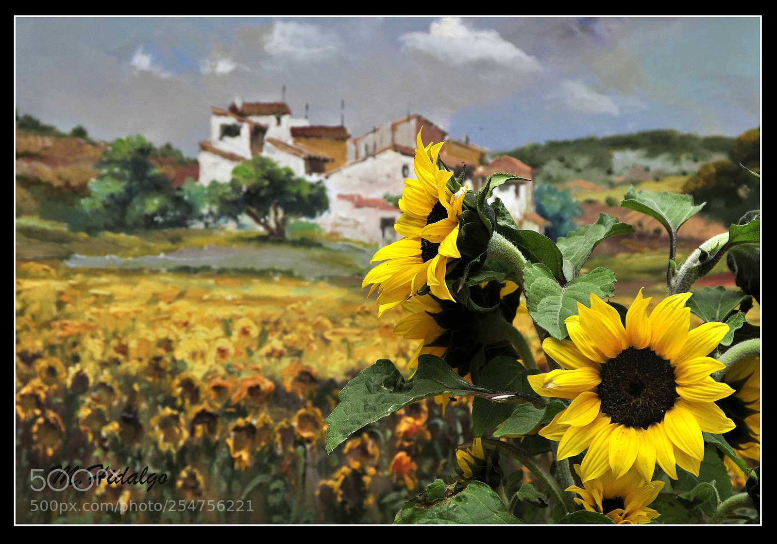 Nikon D300 sample photo. Campo de girasoles photography