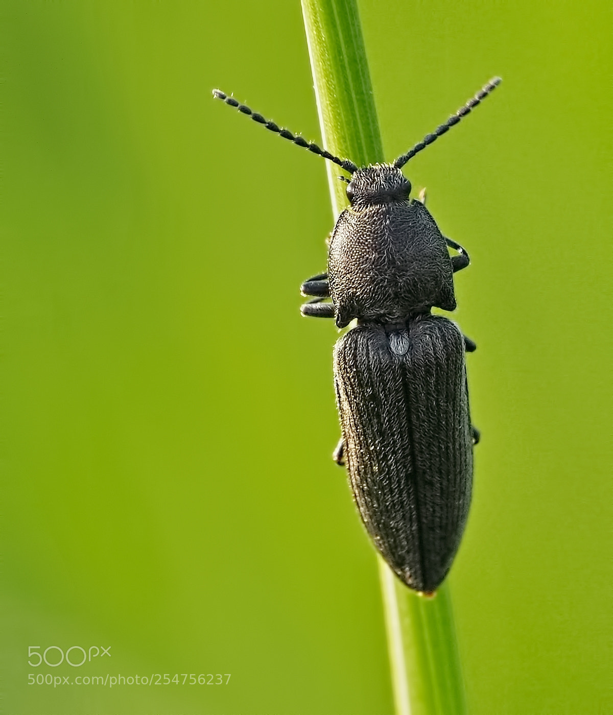 Olympus OM-D E-M10 sample photo. Black beetle photography
