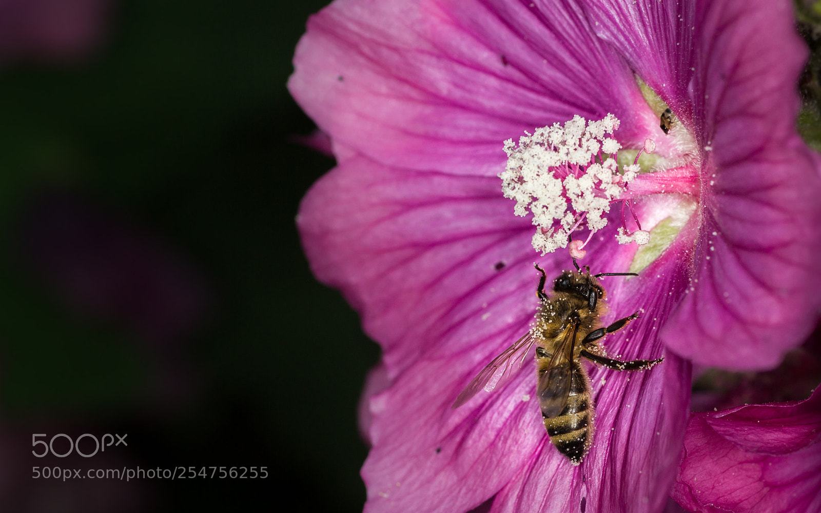 Canon EOS 600D (Rebel EOS T3i / EOS Kiss X5) sample photo. Harvesting bee photography