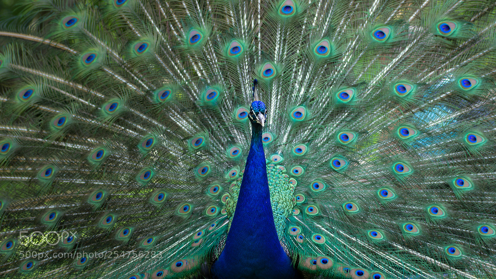 Canon EOS 600D (Rebel EOS T3i / EOS Kiss X5) sample photo. Fanned out peacock photography
