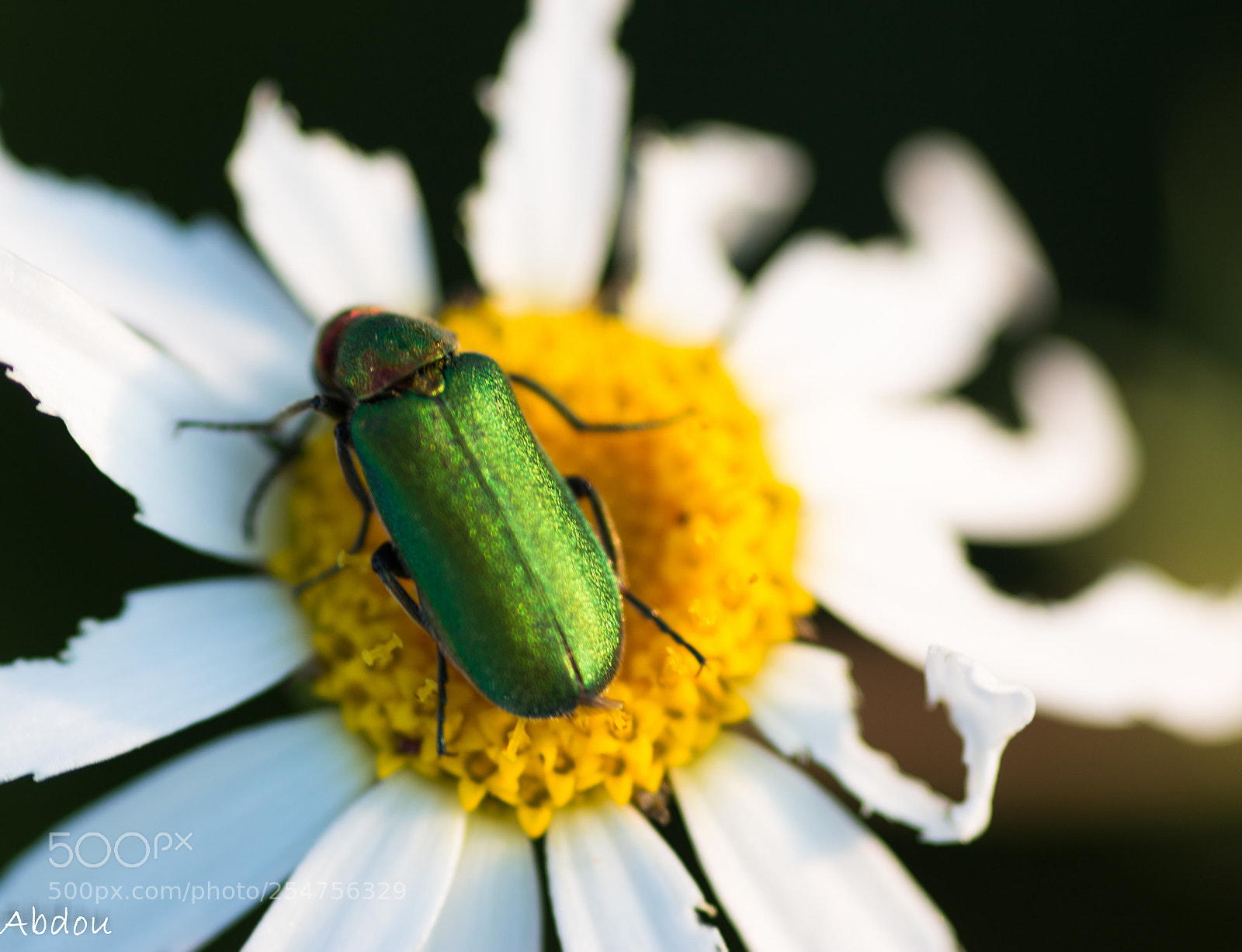 Canon EOS 70D sample photo. Untitled photography