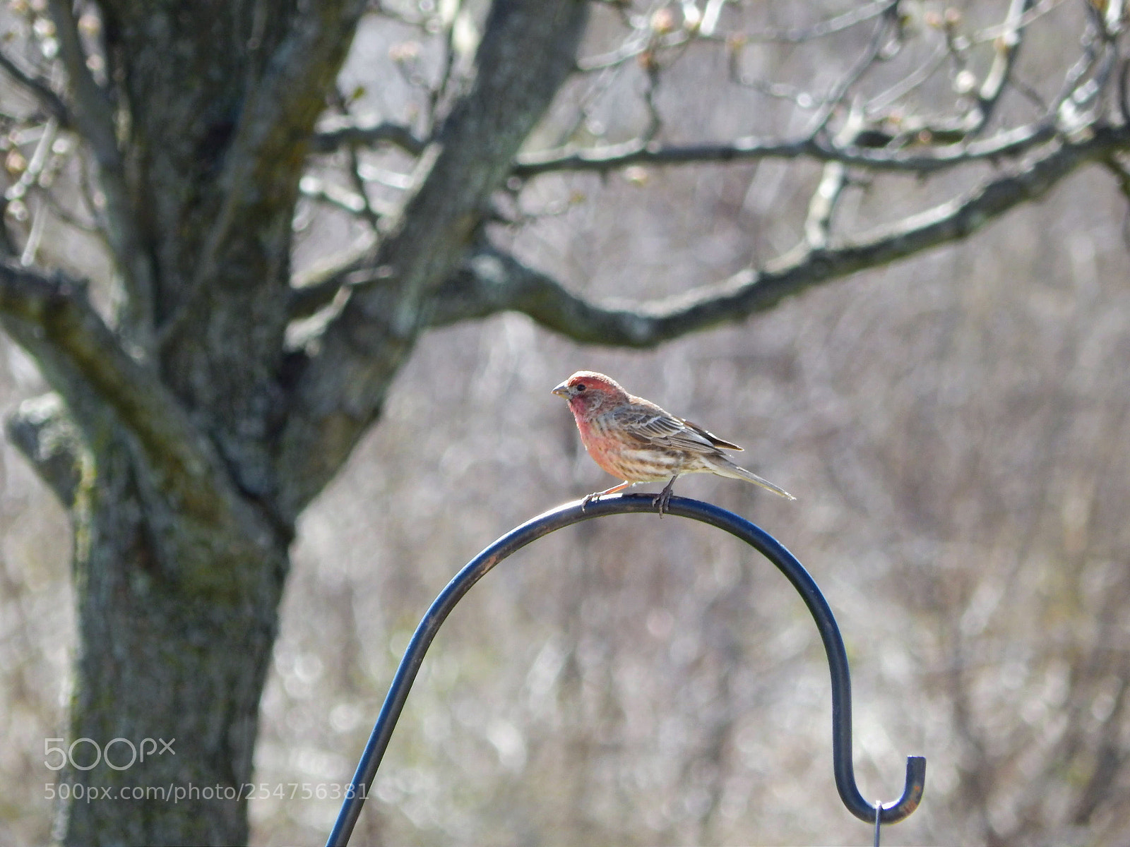 Nikon Coolpix L820 sample photo. Perched photography