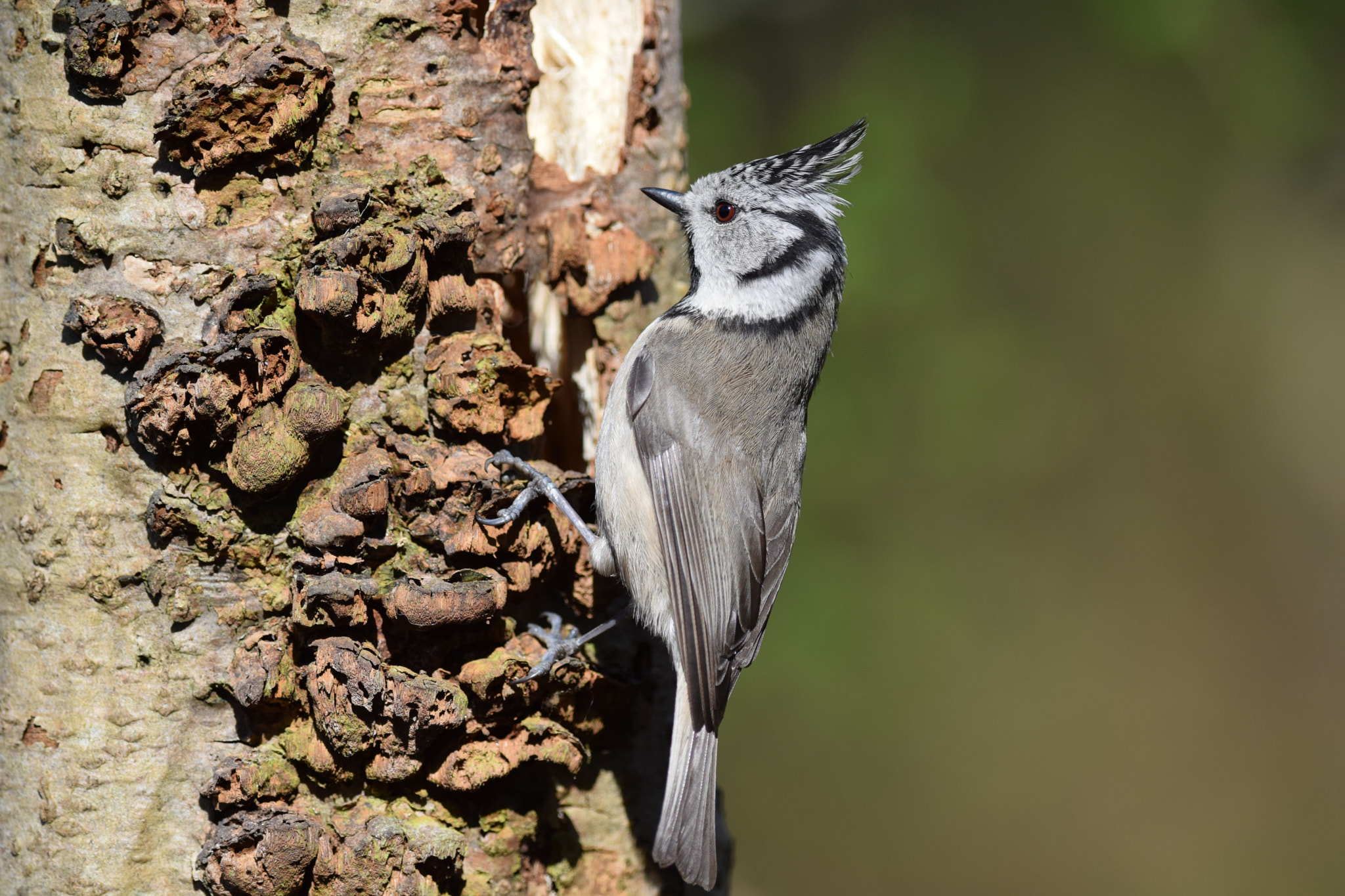 Nikon D5300 + Nikon AF-S Nikkor 300mm F4D ED-IF sample photo. European crested.  (lophophanes cristatus) photography