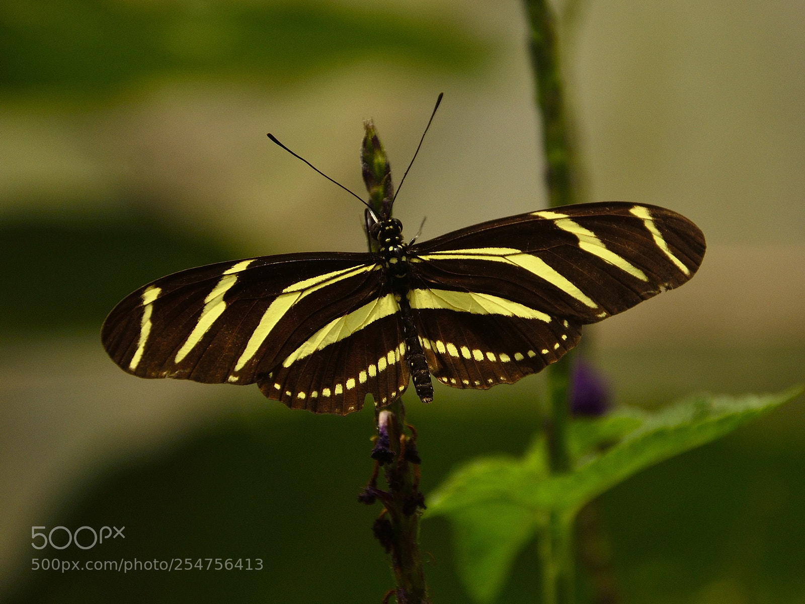 Nikon D7000 sample photo. Mariposa en amarillo y photography