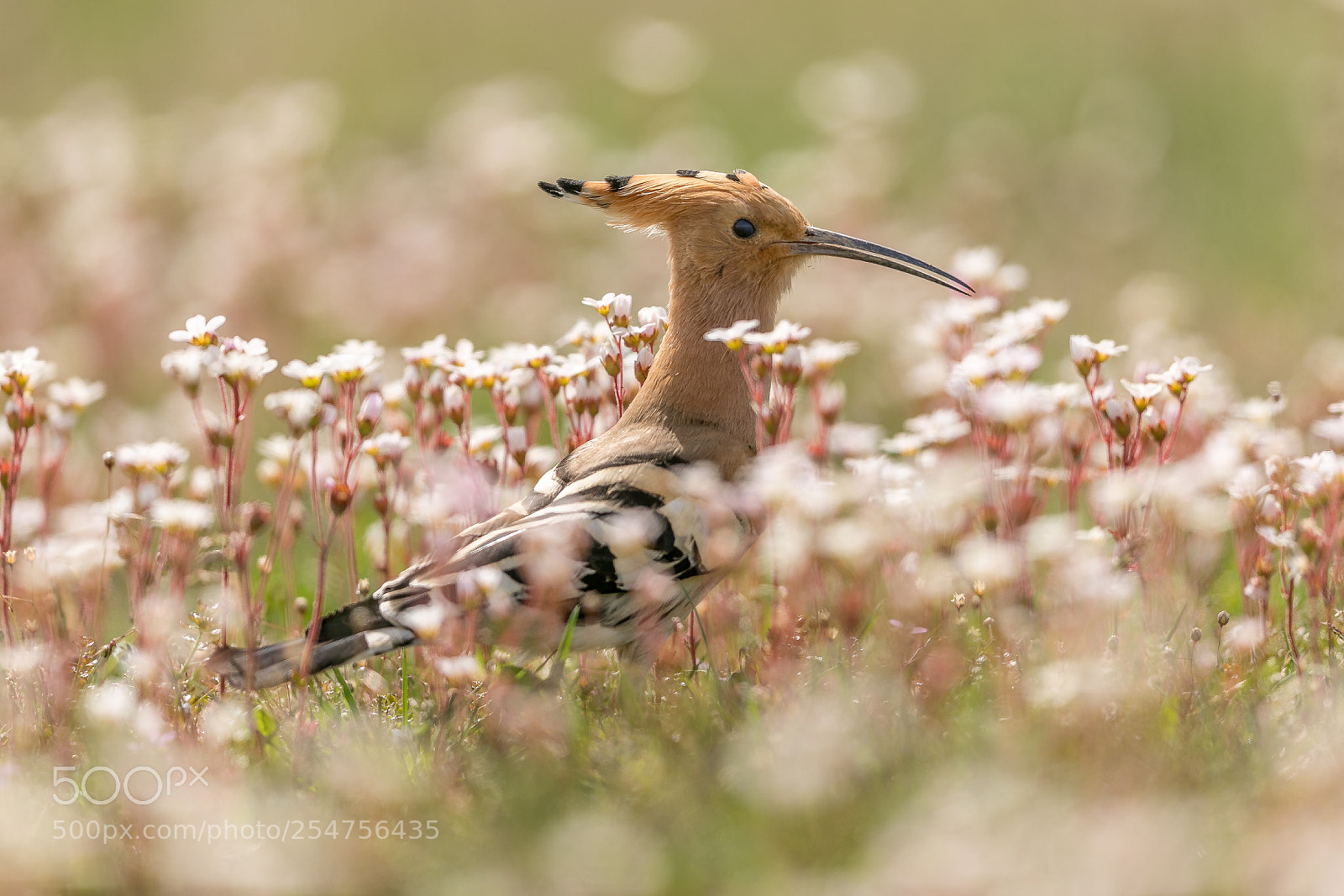 Canon EOS 5D Mark IV sample photo. Hoopoe, up up up photography