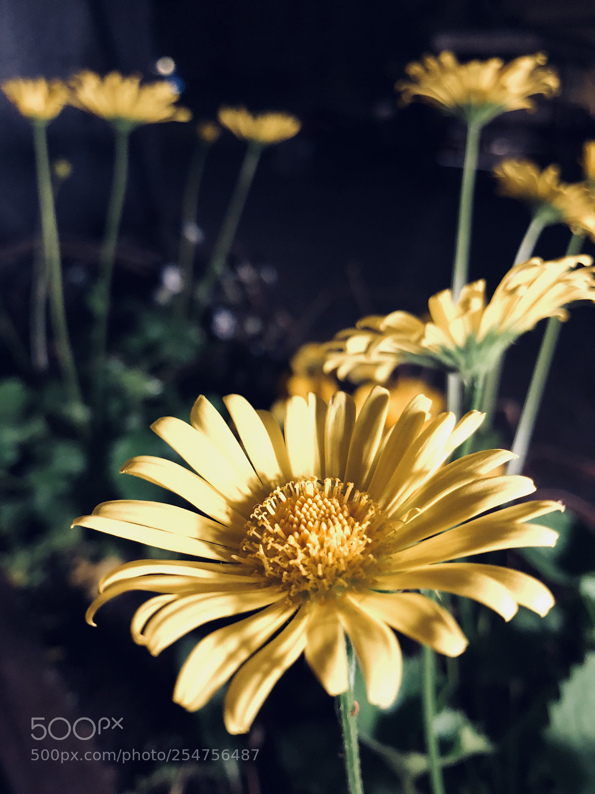 Apple iPhone 8 Plus sample photo. Flower photography