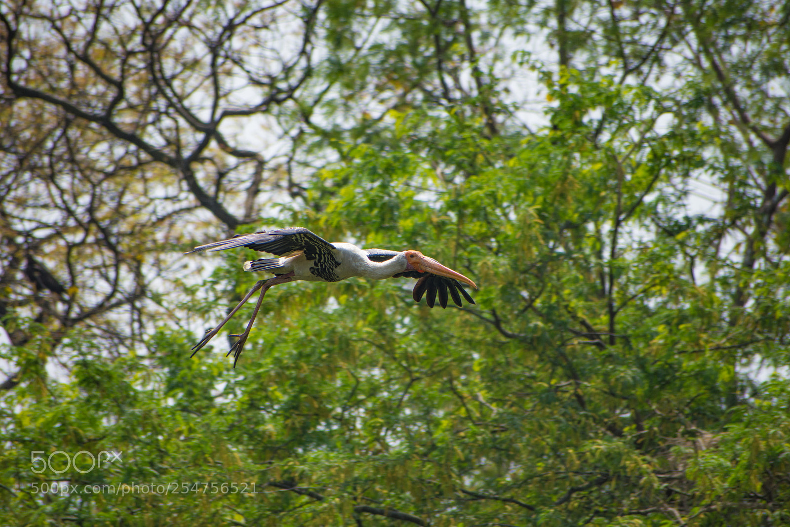 Nikon D7200 sample photo. Flying pelican - 2 photography
