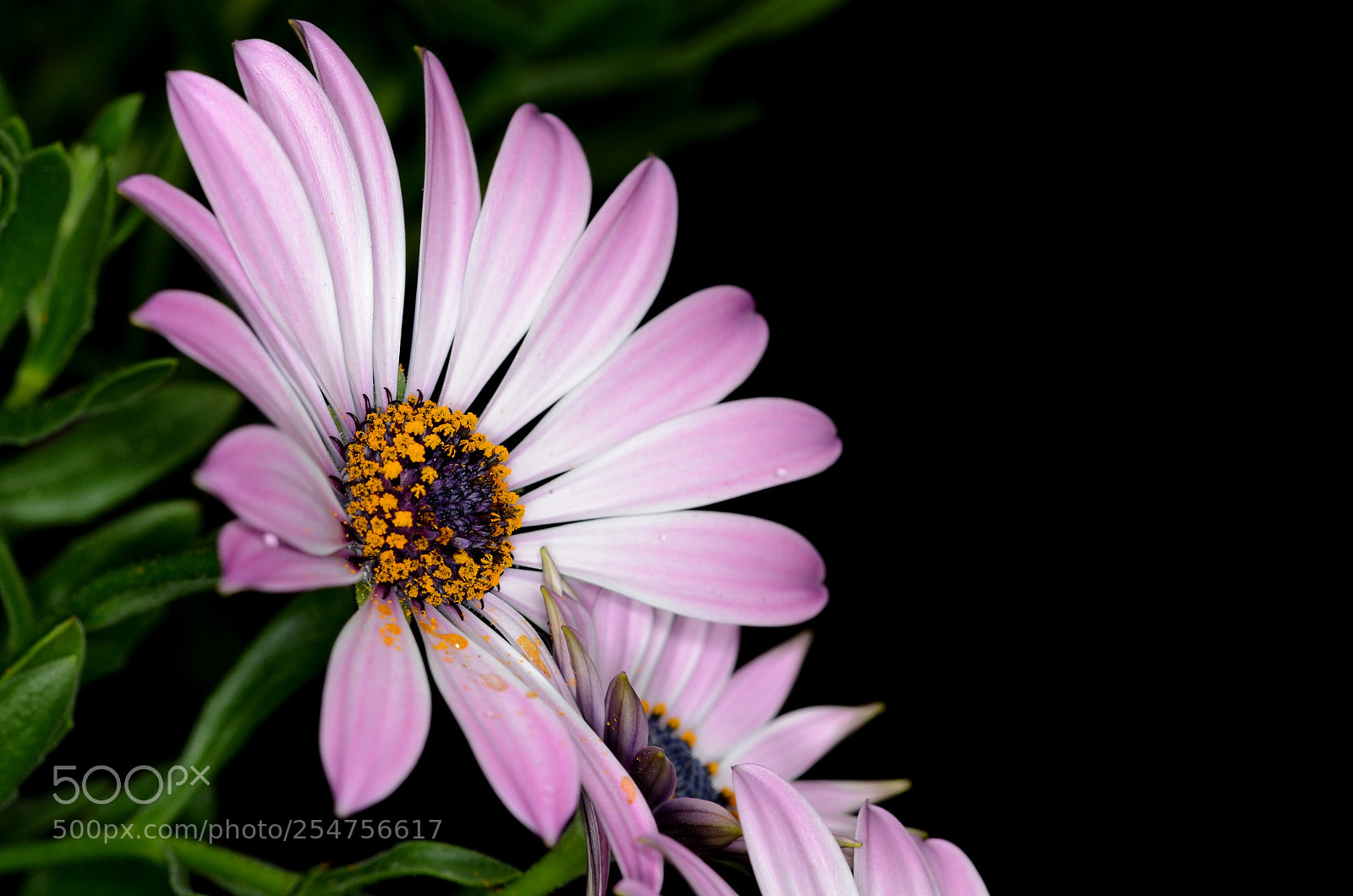 Nikon D7000 sample photo. Osteospermum photography