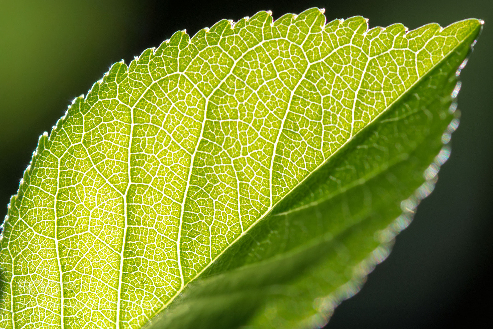 Pentax K-5 sample photo. Leaf photography