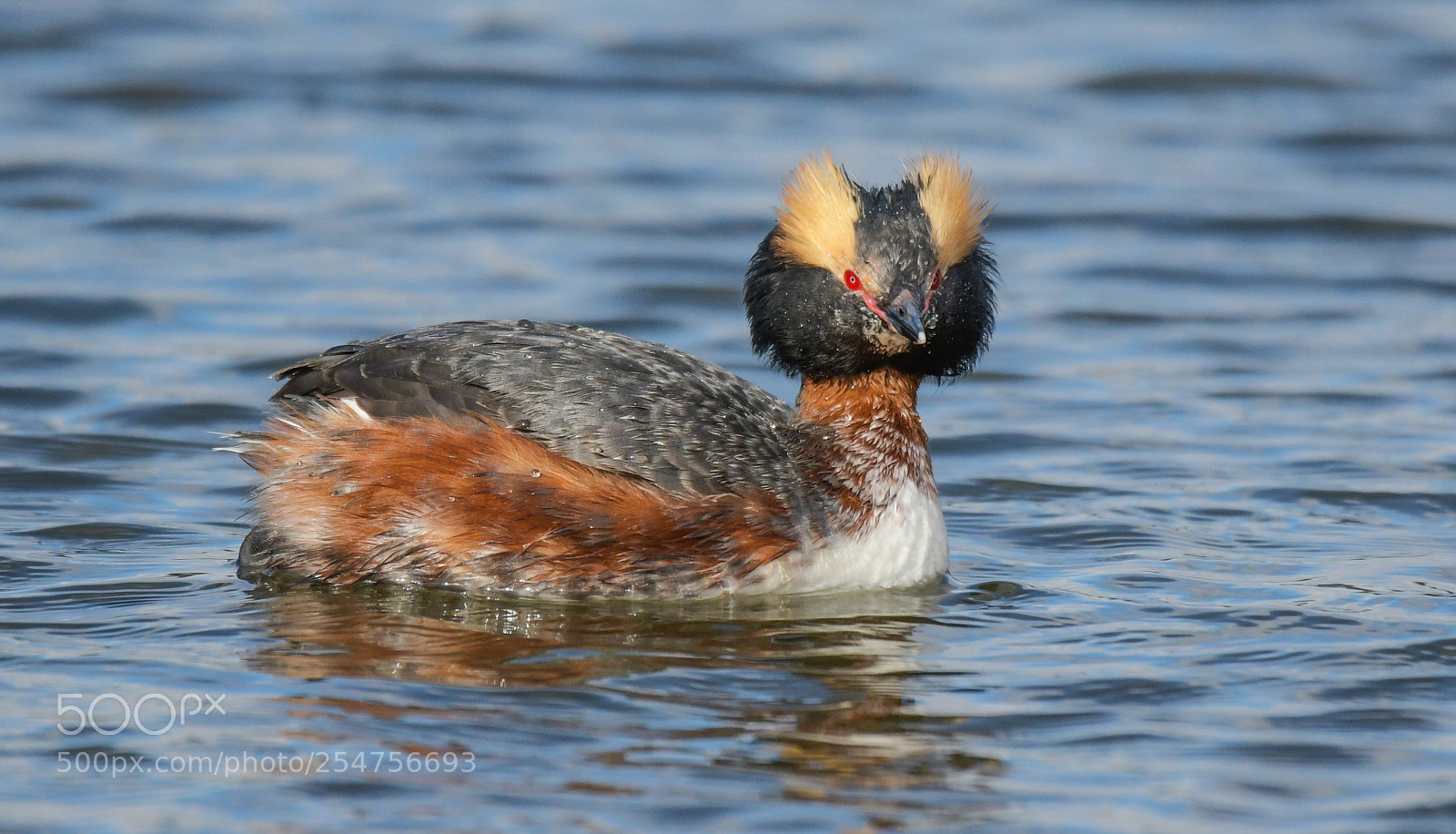 Nikon D850 sample photo. Horned grebe - dressed photography