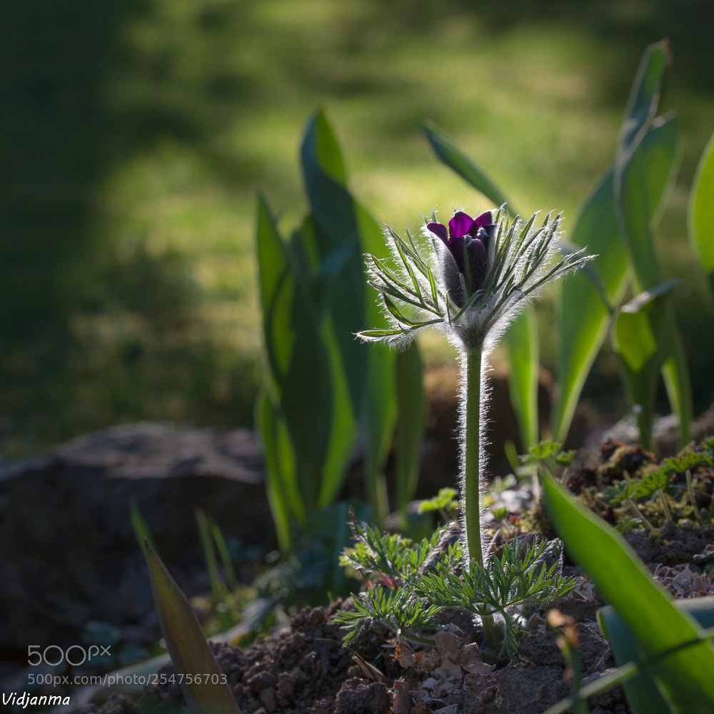 Nikon D610 sample photo. Flower in the light photography