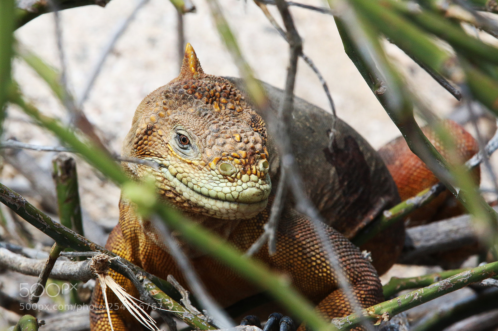 Canon EOS 70D sample photo. Img photography