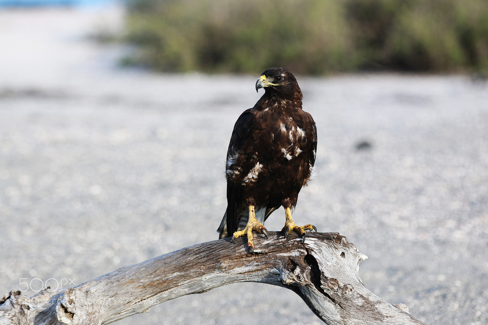 Canon EOS 70D sample photo. Img photography
