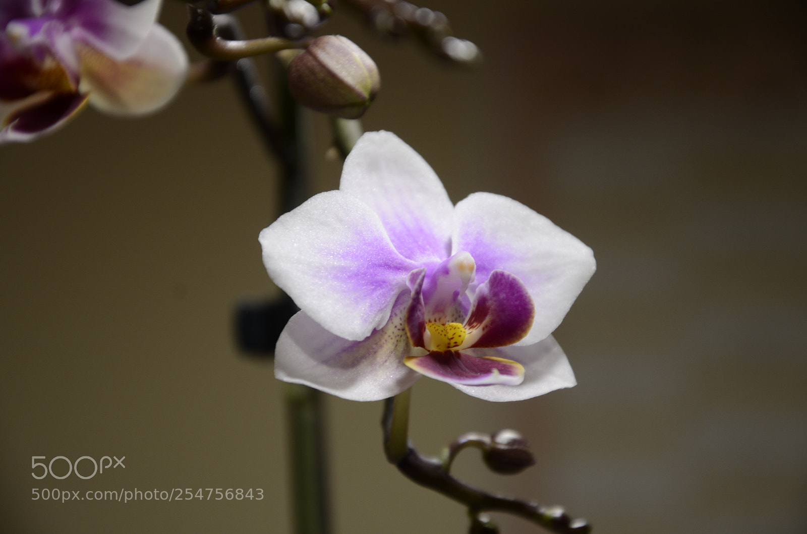 Nikon D7000 sample photo. Orchid photography