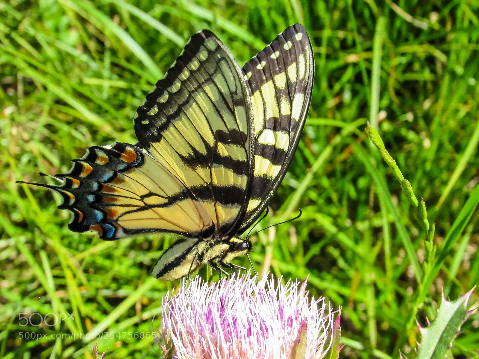 Canon PowerShot SX530 HS sample photo. Yellow swallowtail butterfly on photography
