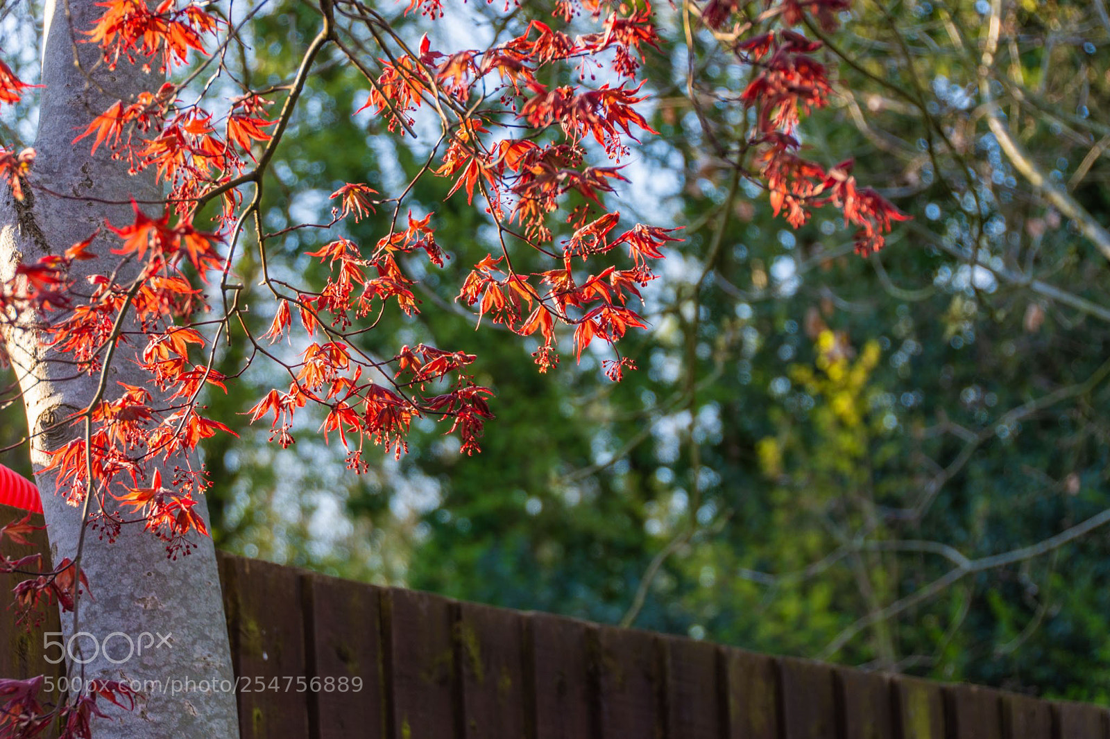 Nikon D7200 sample photo. Spring photography
