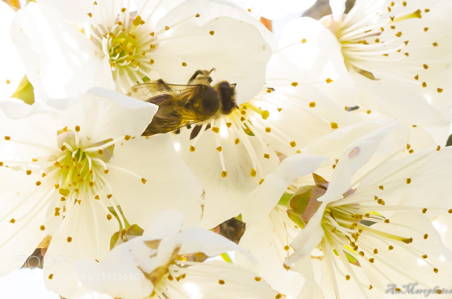 Nikon D7000 sample photo. Bzzzzzz () photography