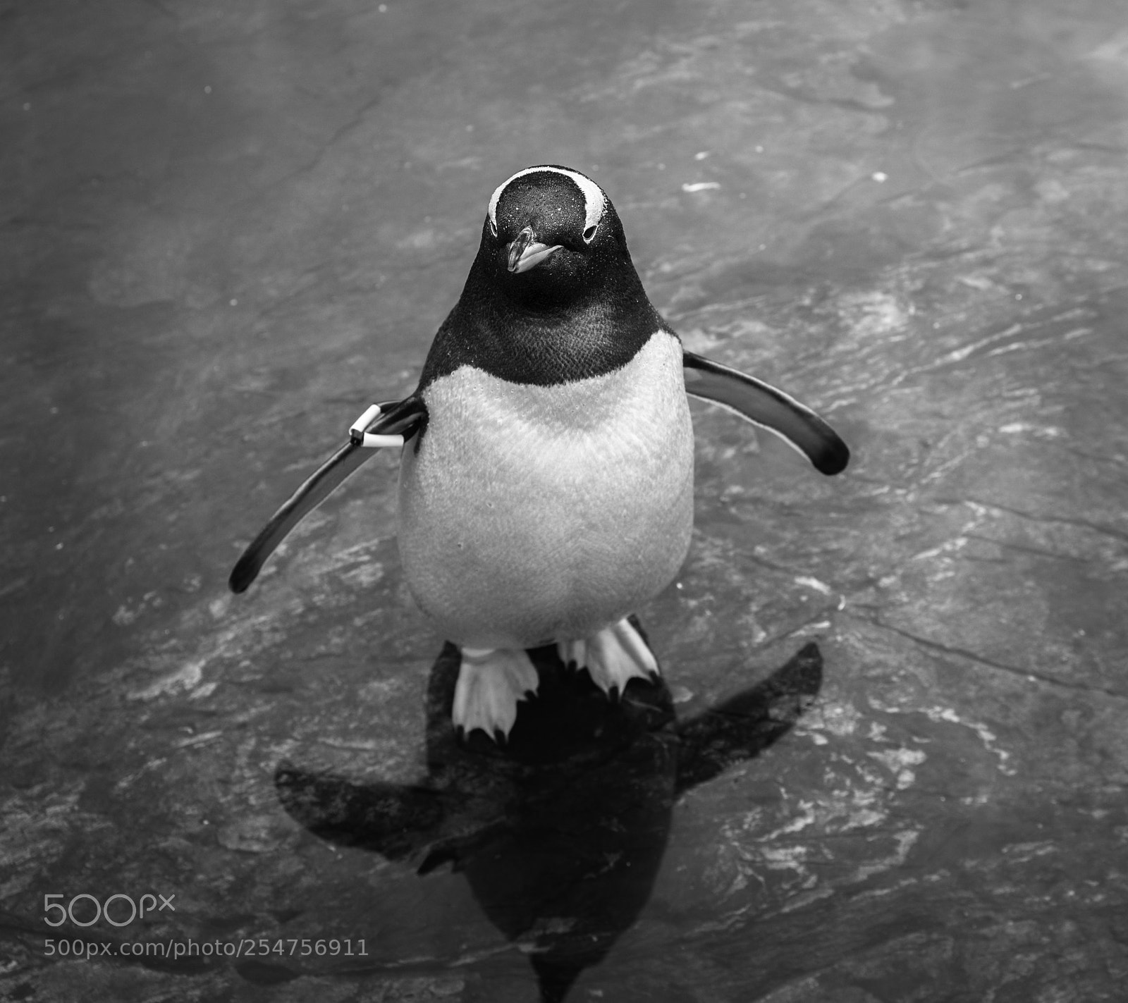 Sony a7 sample photo. Gentoo penguin photography