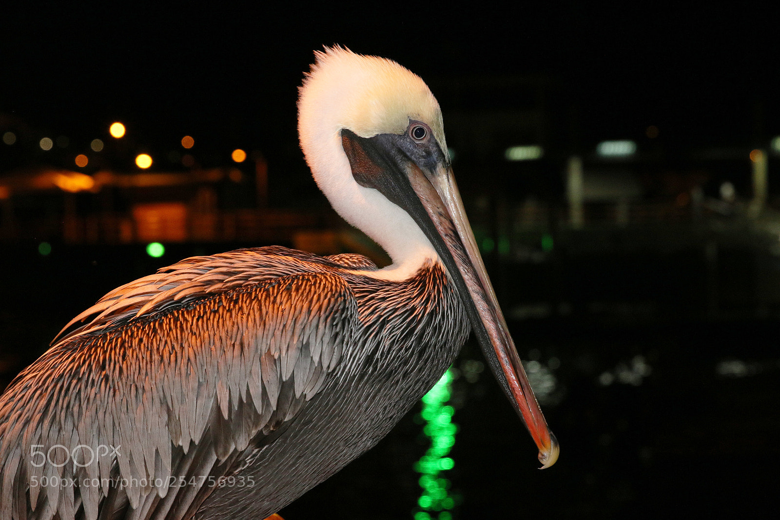 Canon EOS 70D sample photo. Img photography