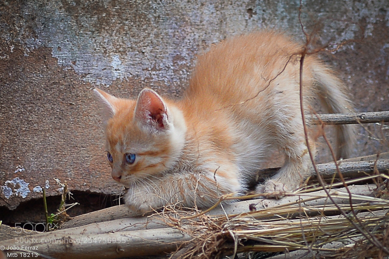Nikon D4 sample photo. Kitty cat... photography