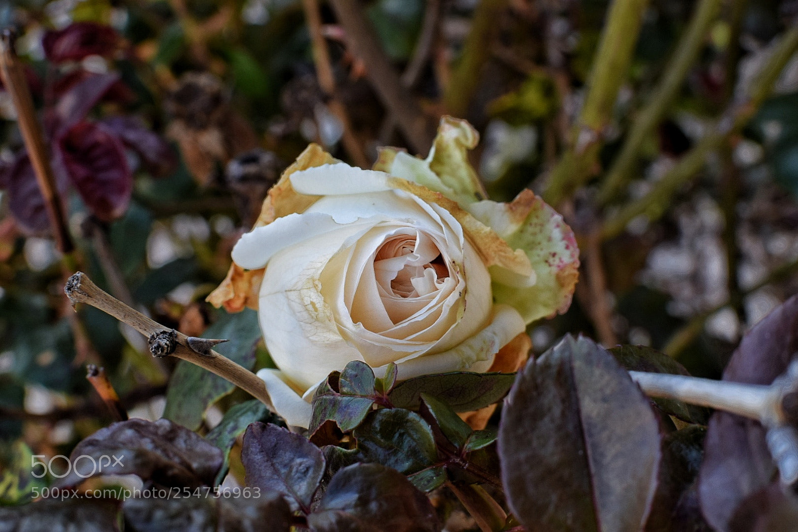 Nikon D5300 sample photo. Blooming rose photography