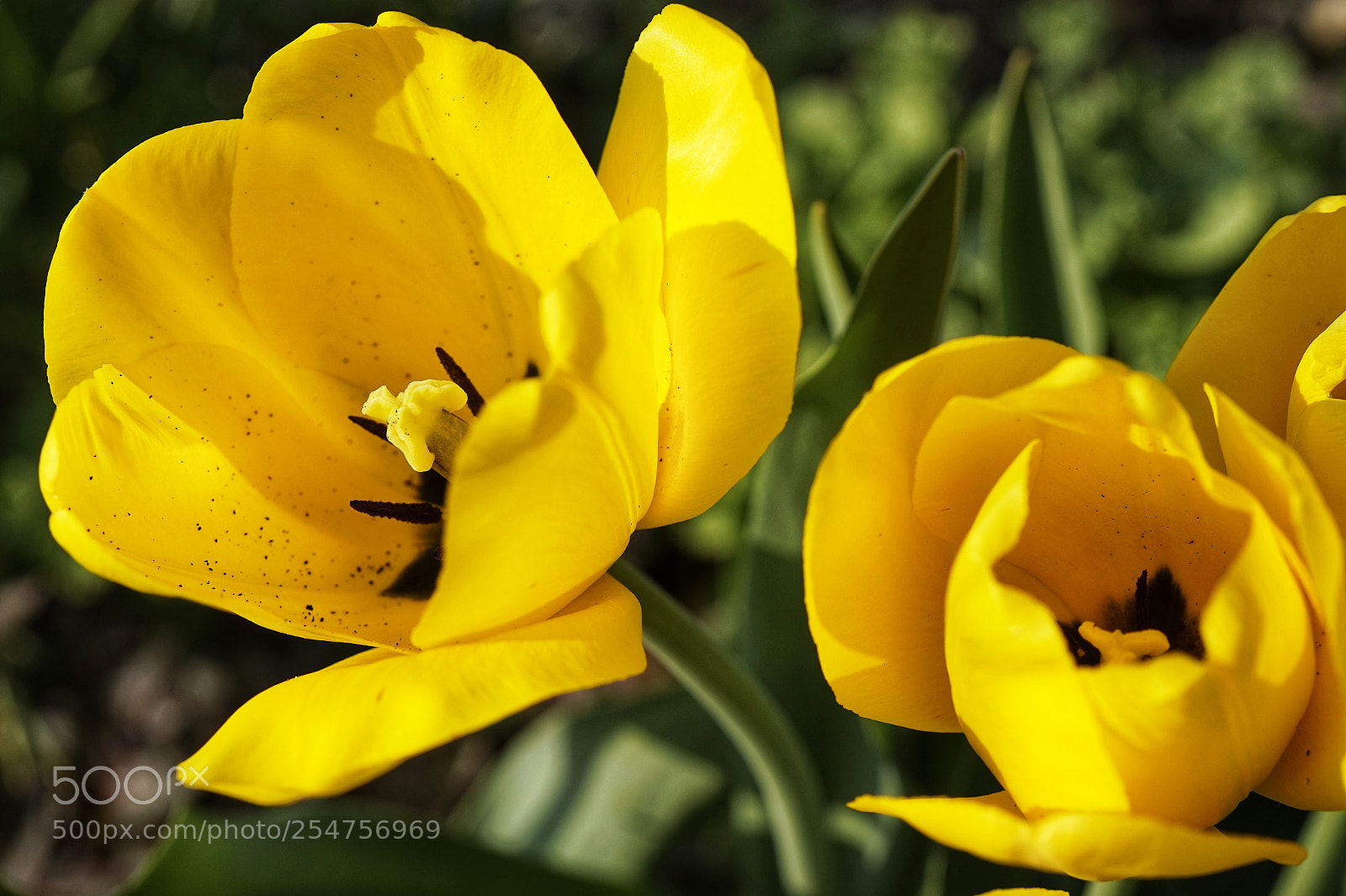 Sony Alpha a5000 (ILCE 5000) sample photo. Tulipa photography