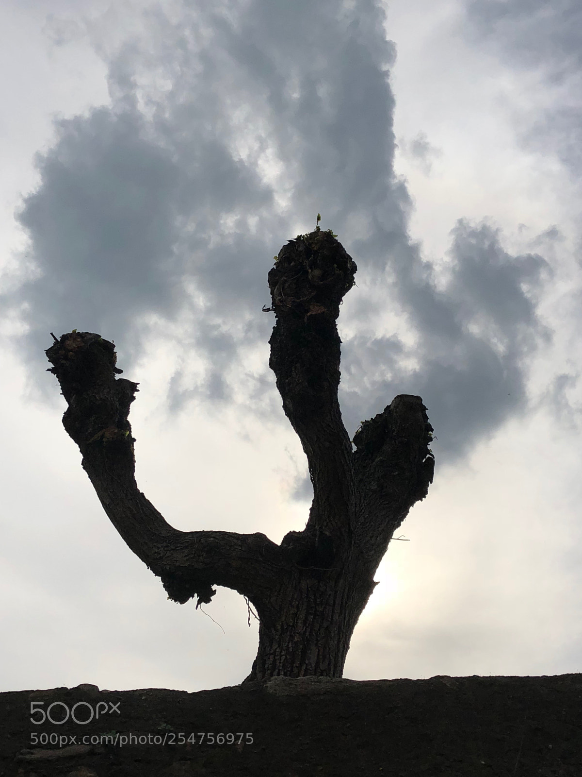 Apple iPhone X sample photo. Untitled photography
