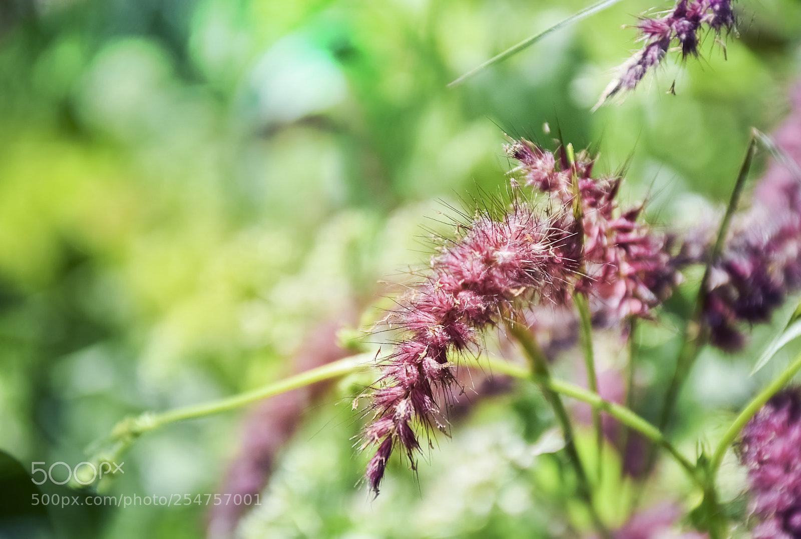 Nikon D5300 sample photo. Purple unknown flower in photography