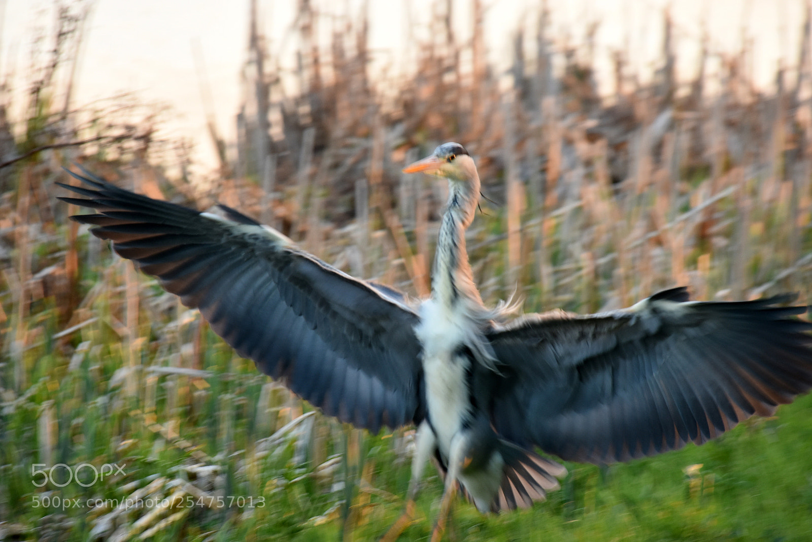 Nikon D7200 sample photo. Grey heron making an photography