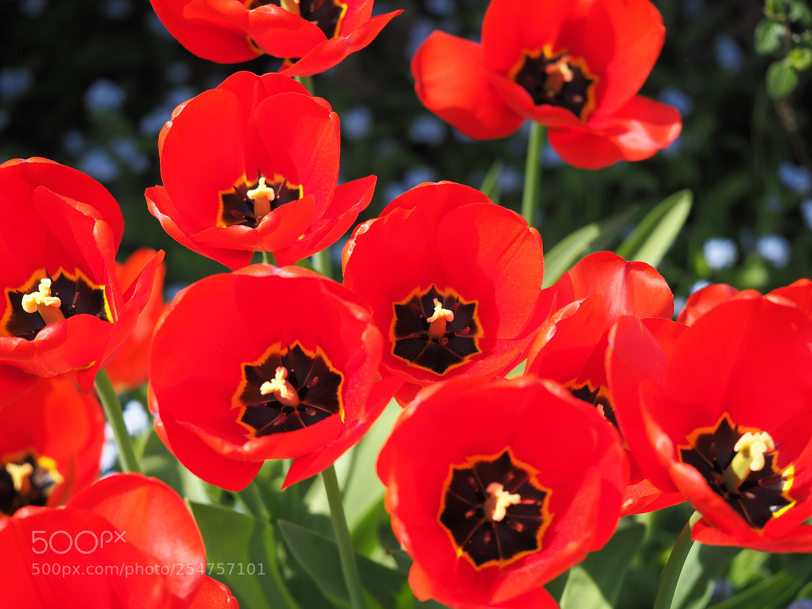 Olympus OM-D E-M10 sample photo. All the tulips photography