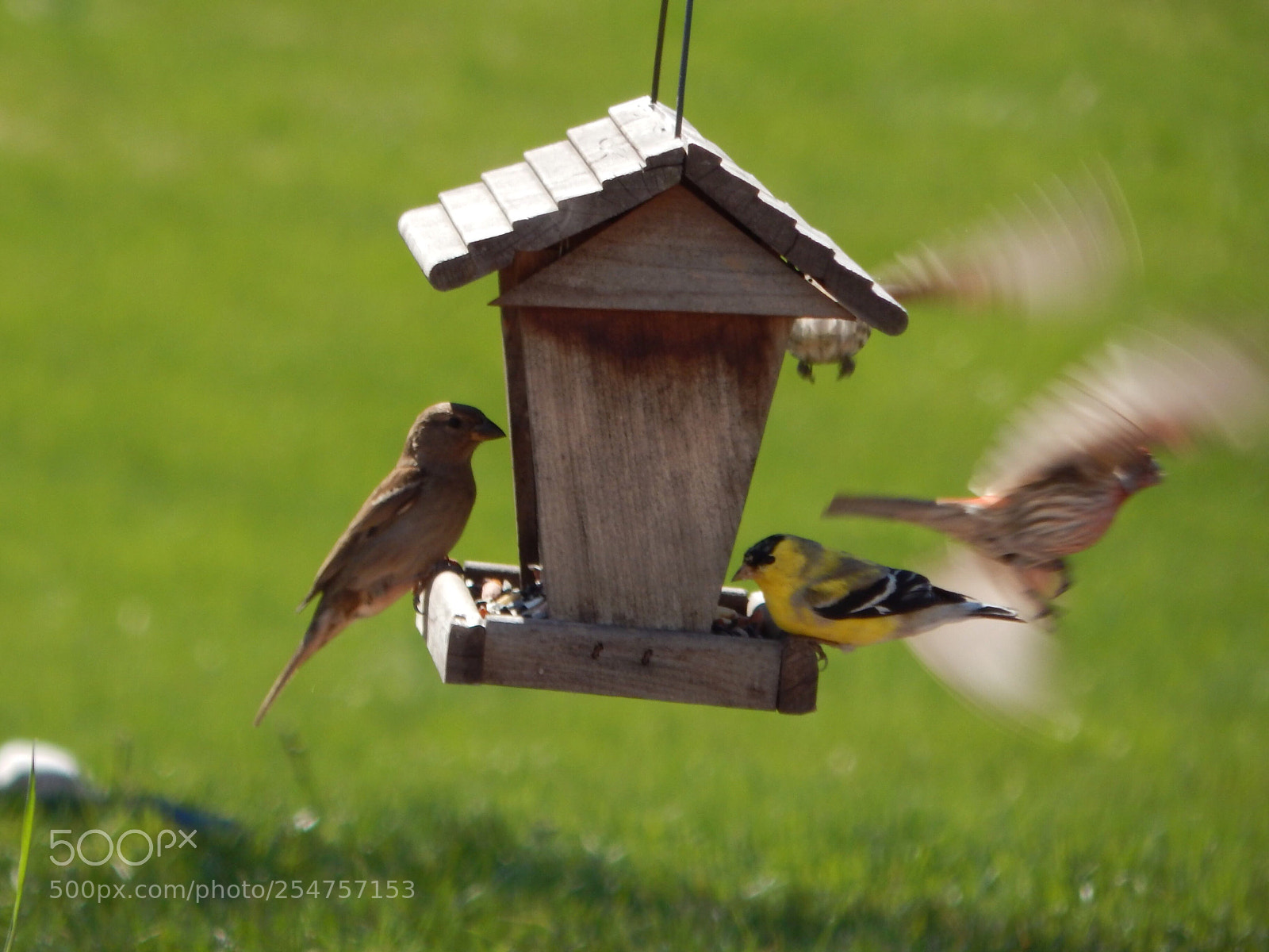 Nikon Coolpix L820 sample photo. All the birds photography