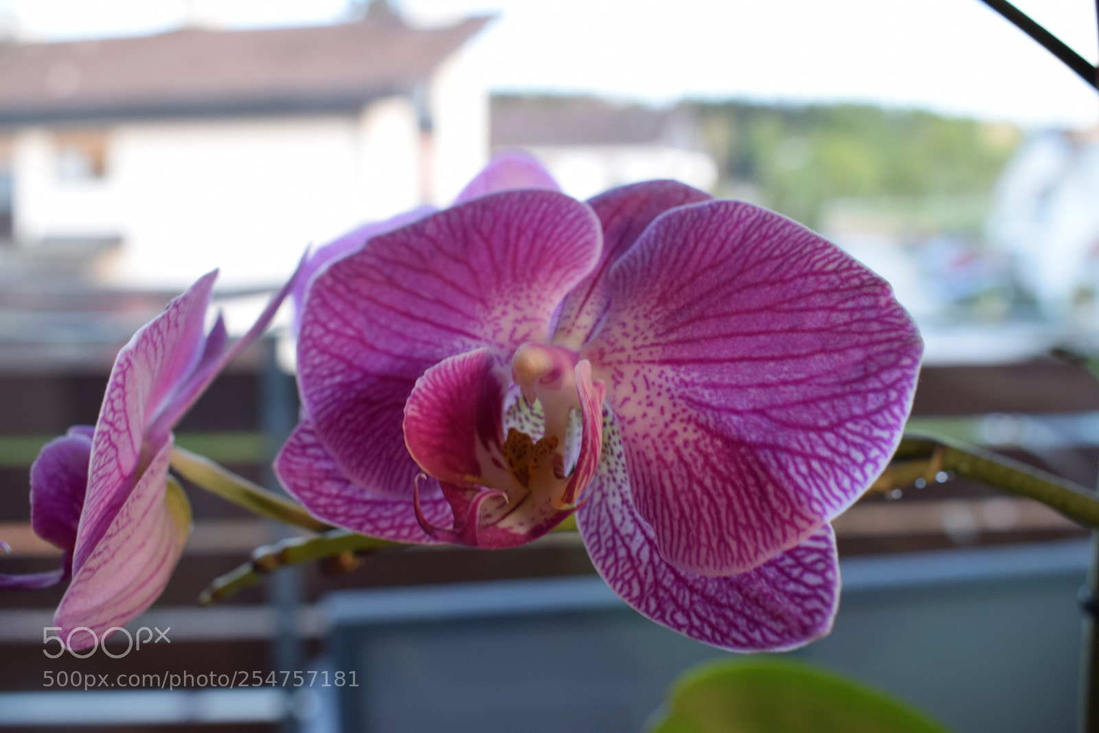 Nikon D5300 sample photo. Orchid phalaenopsis photography