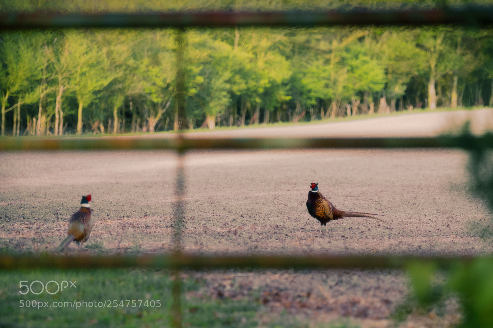 Fujifilm X-T1 sample photo. Confrontation 4417 photography