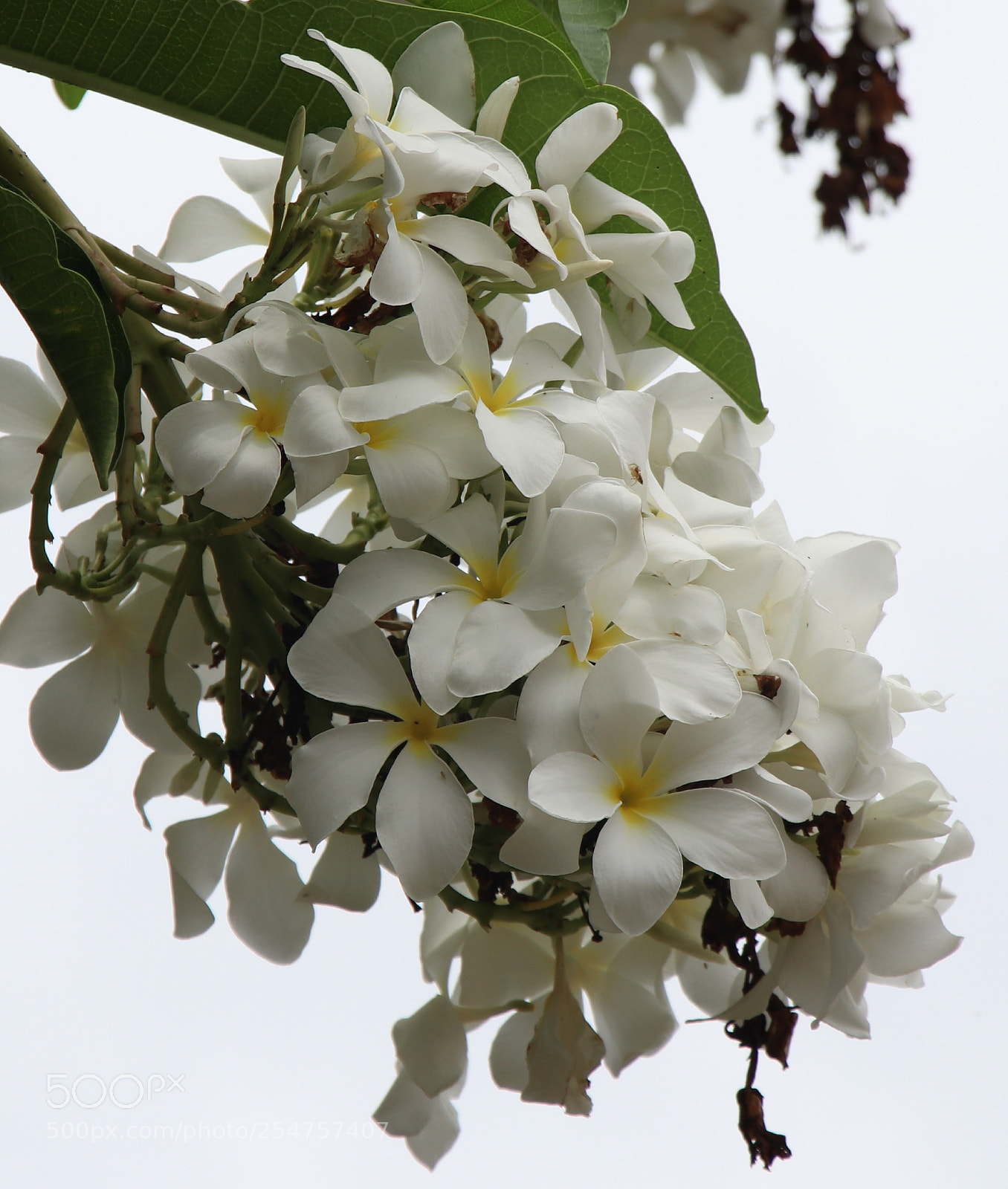 Canon EOS 77D (EOS 9000D / EOS 770D) sample photo. White 2 photography