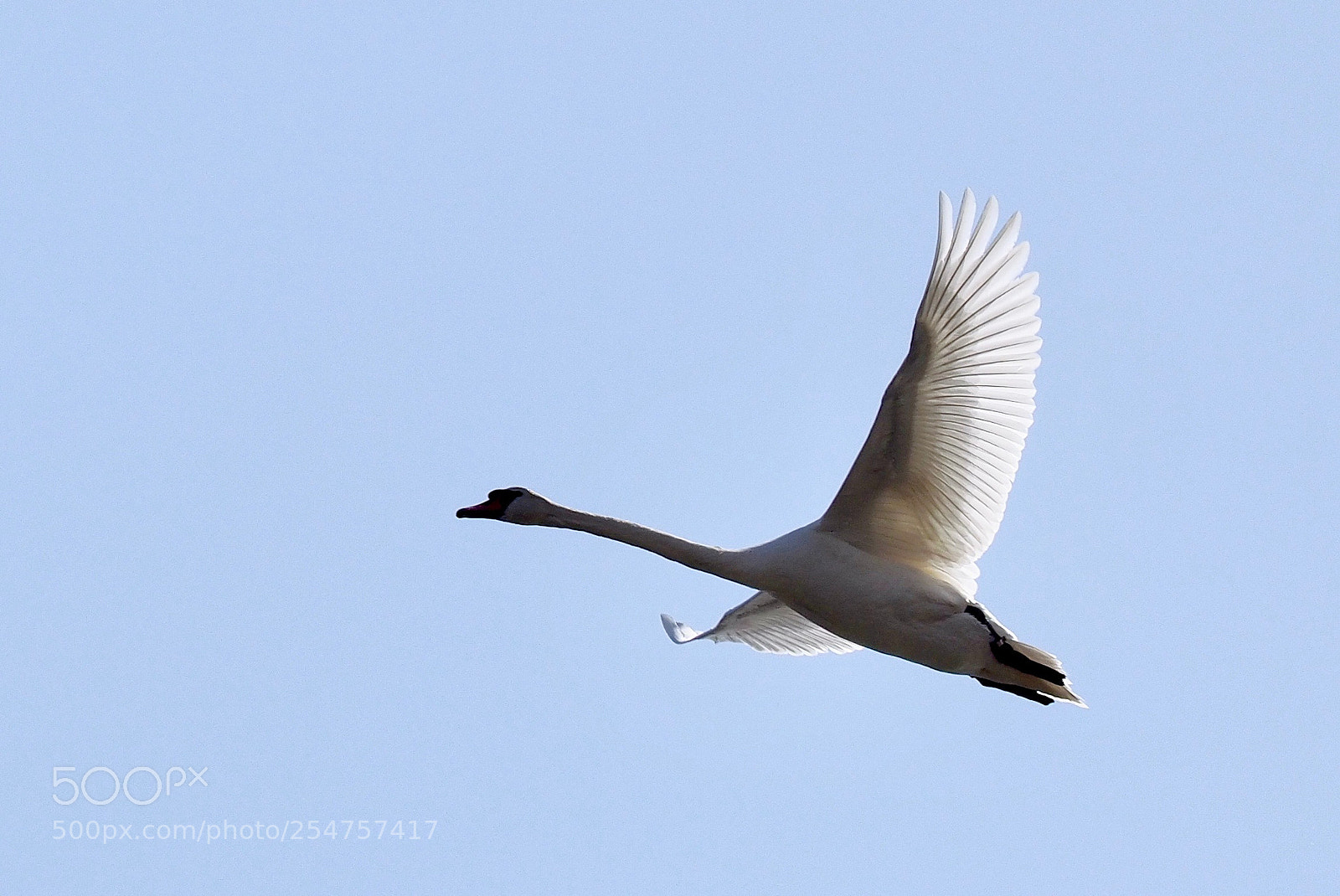 Olympus OM-D E-M1 Mark II sample photo. High as a ....swan photography