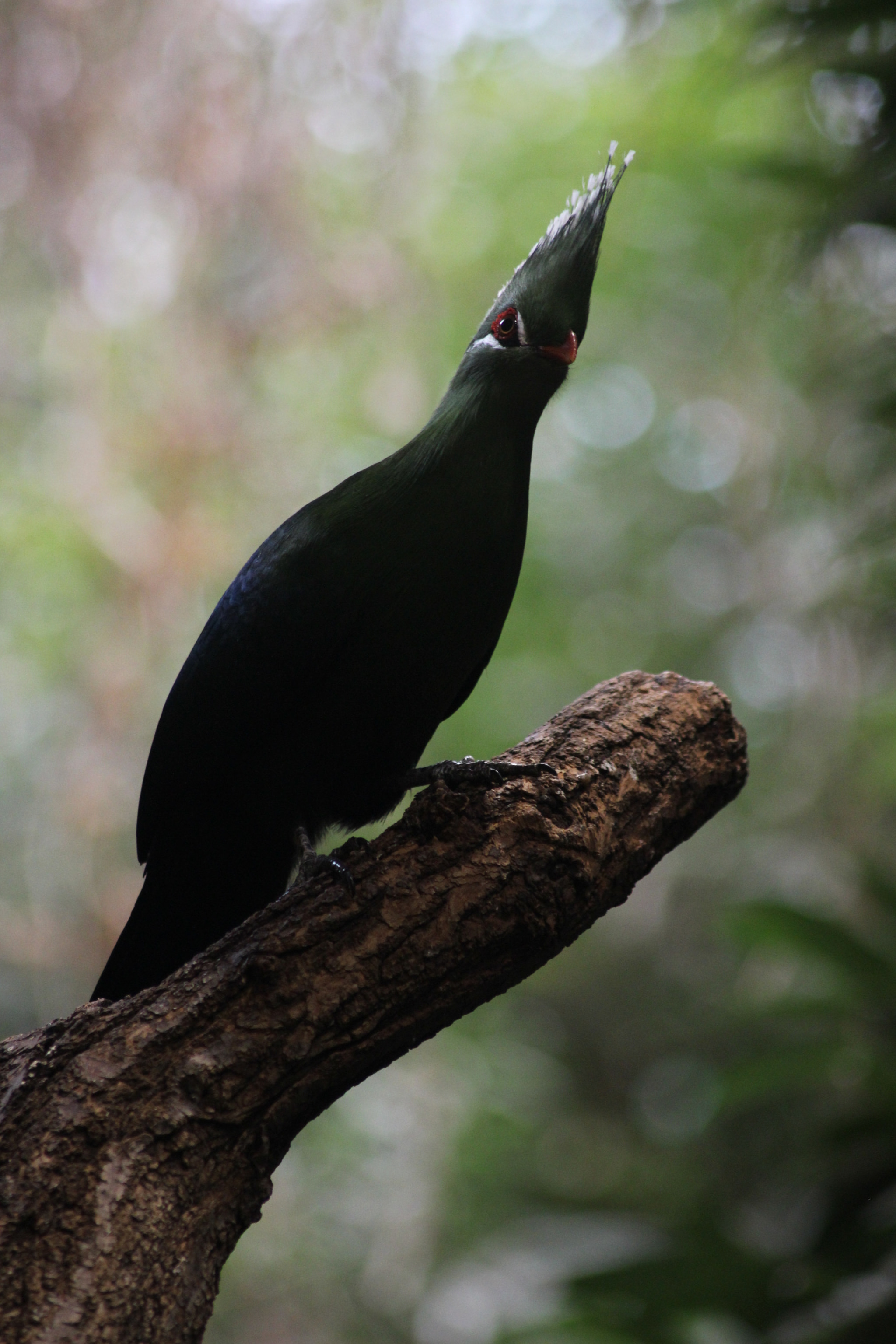 Canon EOS 600D (Rebel EOS T3i / EOS Kiss X5) + Sigma 50-200mm F4-5.6 DC OS HSM sample photo. Green turaco photography