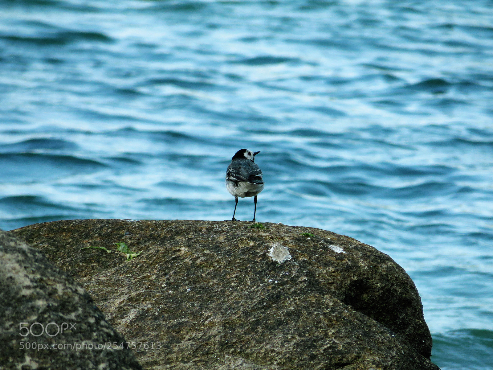 Canon PowerShot SX270 HS sample photo. Little bird photography