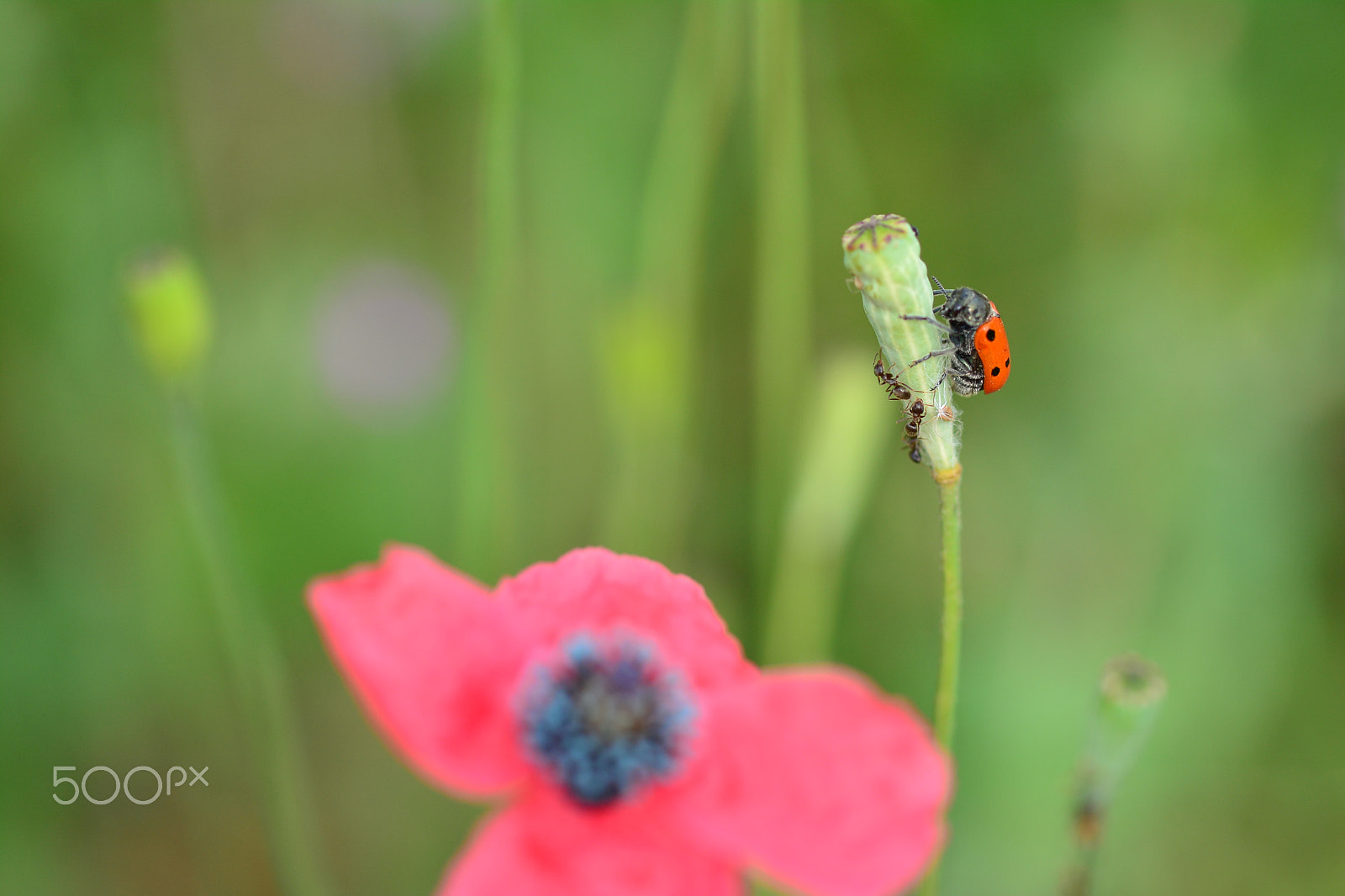 Sigma 105mm F2.8 EX DG OS HSM sample photo. Macro photography